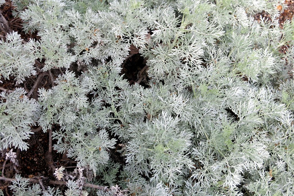 Photograph of Artemisia Arborescens plant